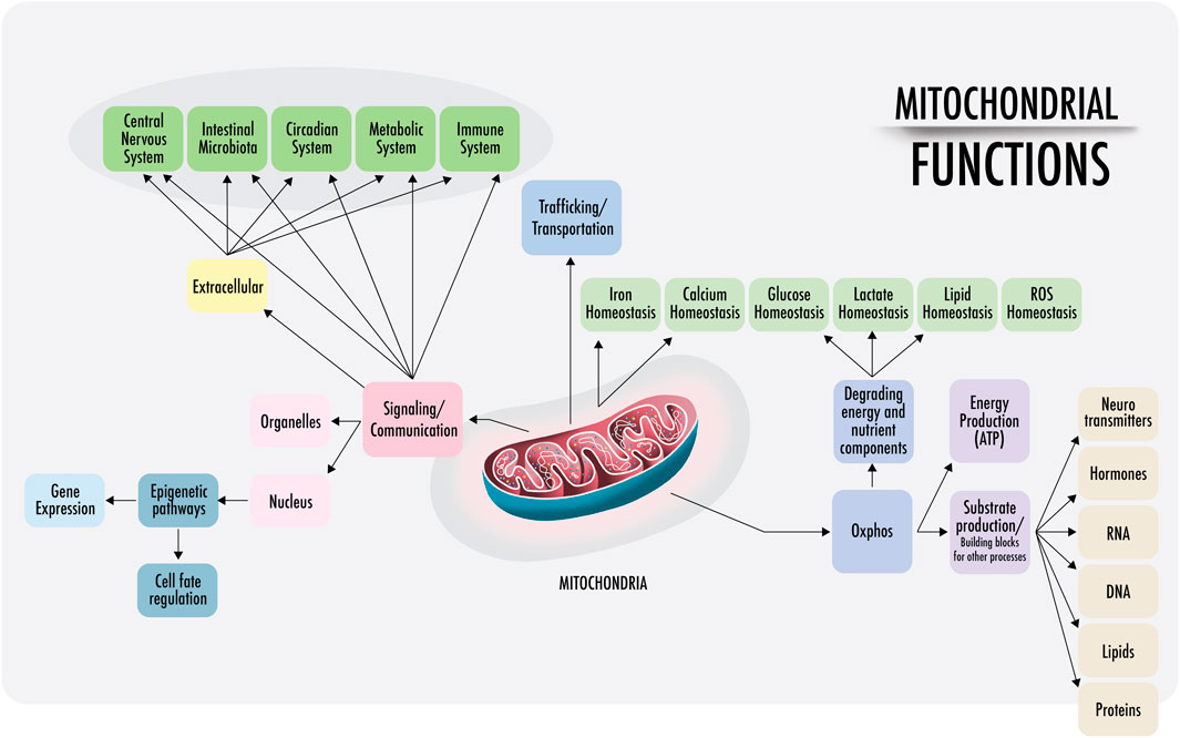 Mitochondria on Life Support? A New Supplement Offers Hope for Fatigue Recovery