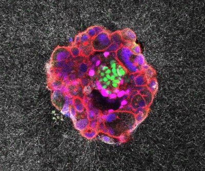 New Pro-Life Video Reveals Unbelievable Detail of Human Development from Fertilization